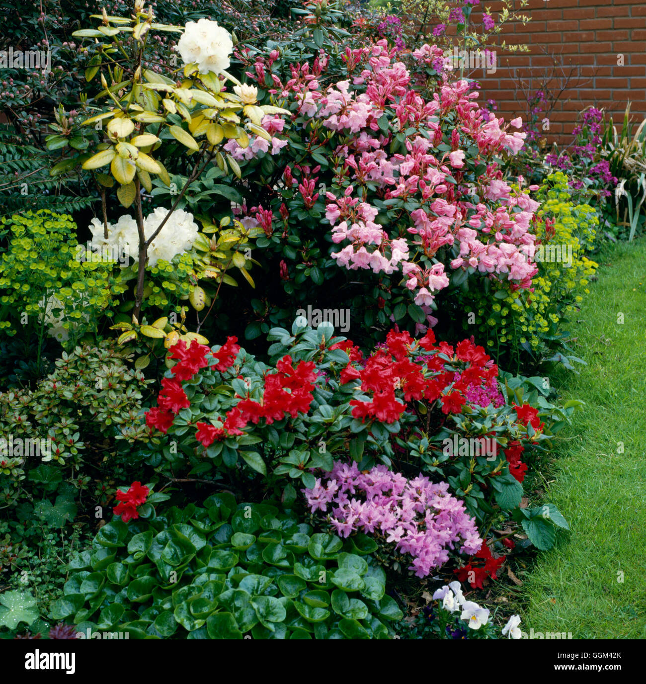 Rhododendron and Azalea Garden - with `Pink Drift'  `Scarlet Wonder' `Rotenberg' and `Bow Bells' in a north border   R Stock Photo